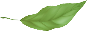 Green leaf PNG