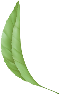 Green leaf PNG