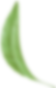 Green leaf PNG