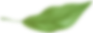 Green leaf PNG