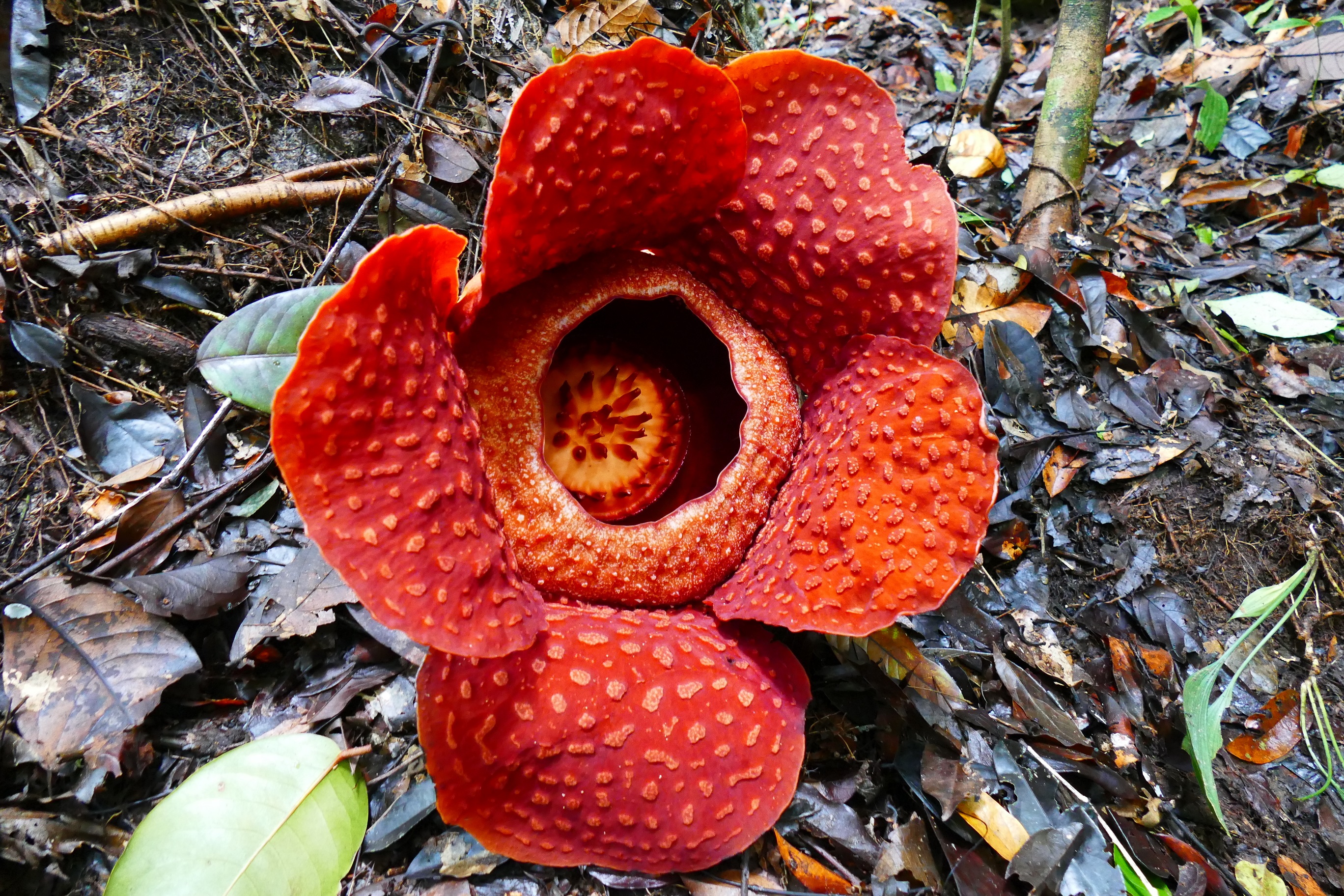 Rafflesia