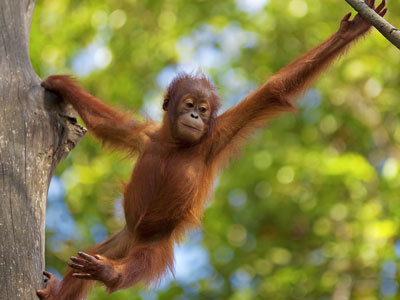 Orang Utan